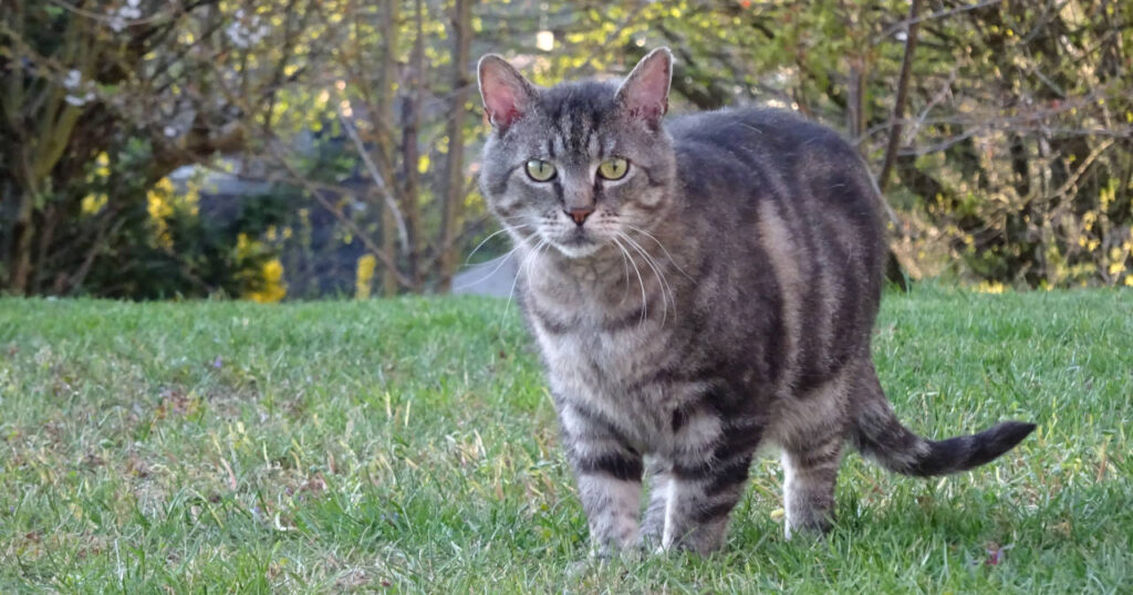 Claudia Herrmann - Katzennanny Linz