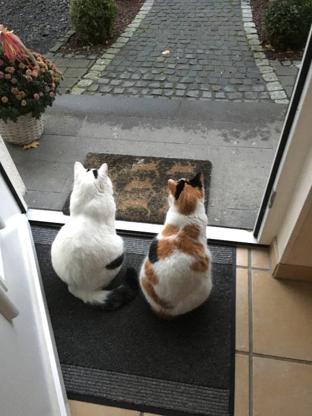 Claudia Herrmann - Katzennanny Linz