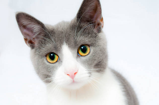 Claudia Herrmann - Katzennanny Linz