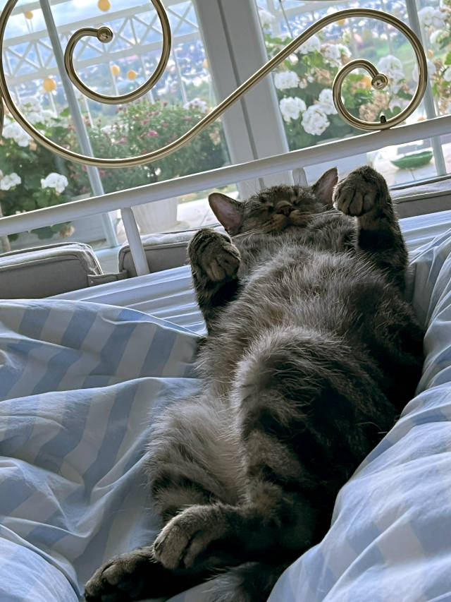 Claudia Herrmann - Katzennanny Linz