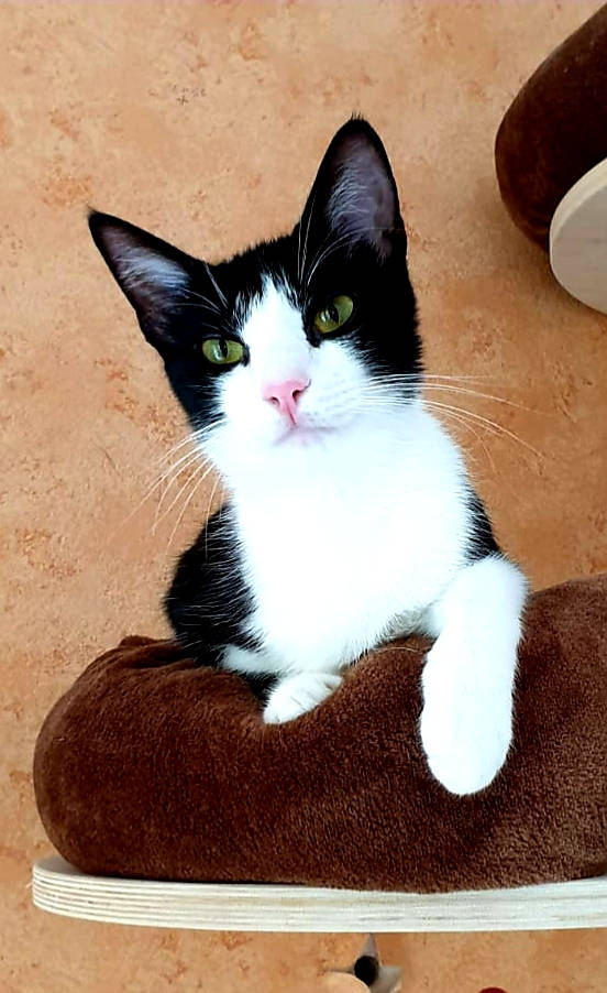 Claudia Herrmann - Katzennanny Linz