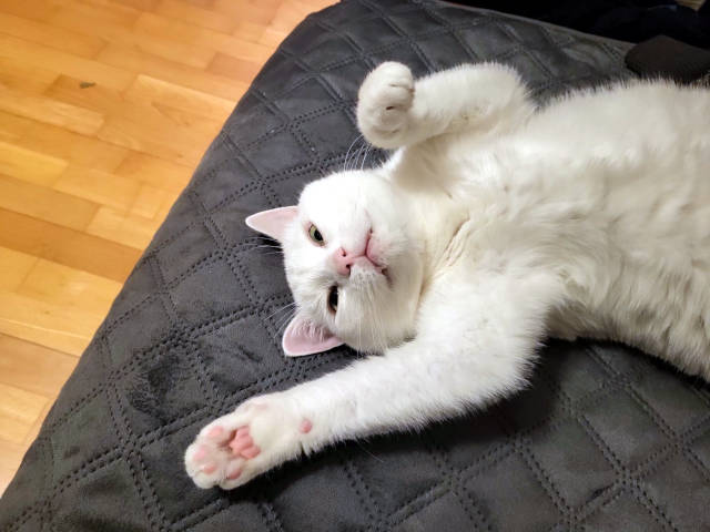 Claudia Herrmann - Katzennanny Linz